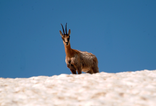 Camoscio d''Abruzzo Rupicapra pyrenaica ornata